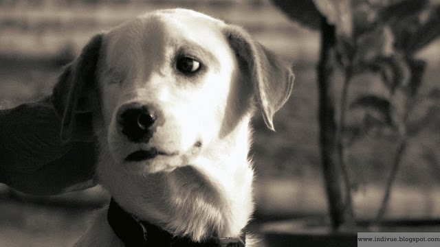 20/10/06 – Streetdog, common&nbsp;pet