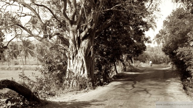 Beautiful road in Goa, India
