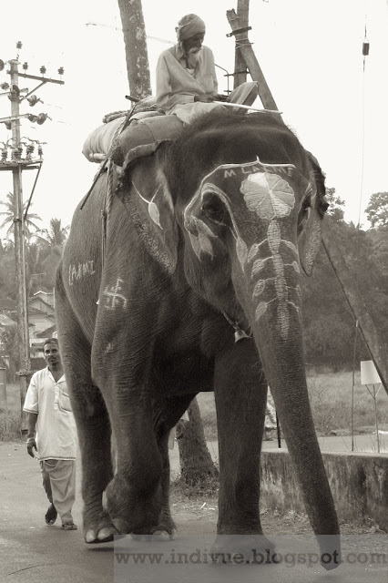 Elephant named Laxmi