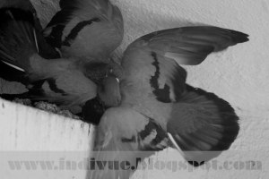 Pigeons kissing in India