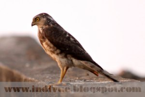 Angry looking bird