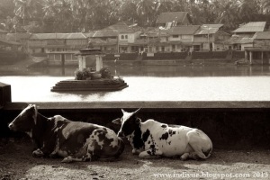 Cows resting on the street of Gokarn