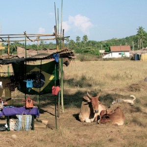 Beyond the Bazaar: Cow; Anjuna Flea Market, Goa, India, 2006