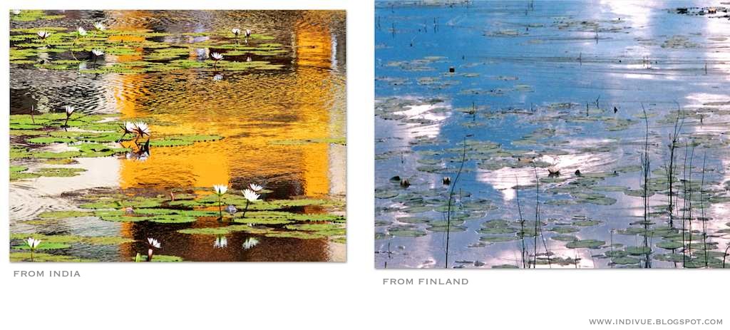Water lilies in Finland and&nbsp;India
