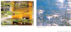 Intialaiset lumpeet ja suomalaiset lumpeet - Indian water lilies and Finnish water lilies - Bhāratīya pānī lilī aur Phiniś pānī lilī