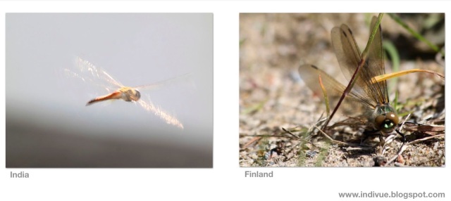 Suomalainen sudenkorento ja intialainen sudenkorento - Finnish dragonfly and Indian dragonfly
