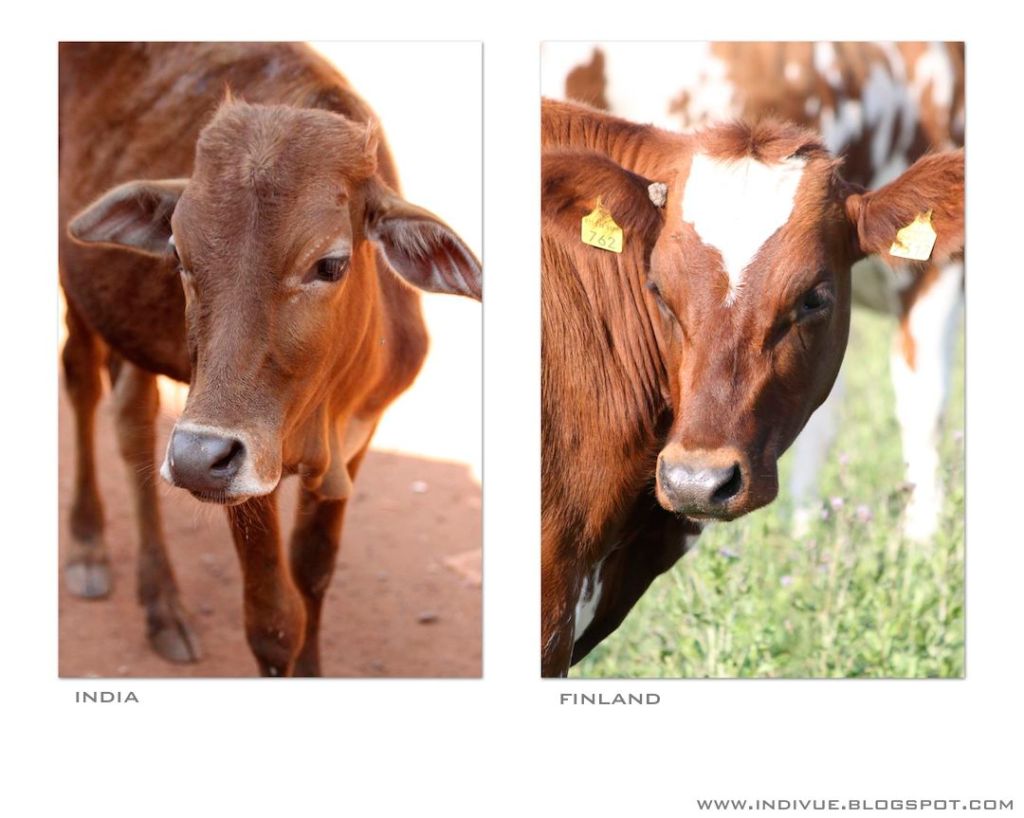 European and Indian cows