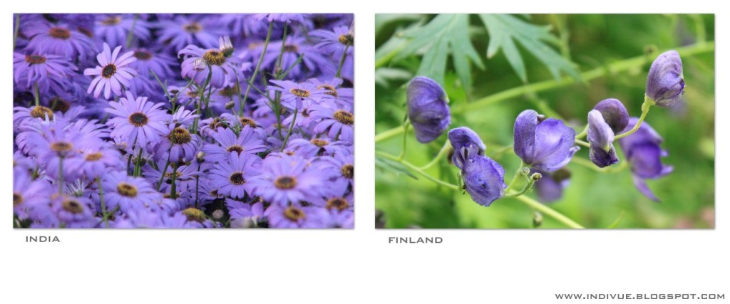 Natural violet color in India and in Finland