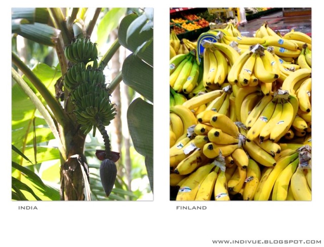 Banaani Suomessa ja Intiassa - a Banana in India and Finland