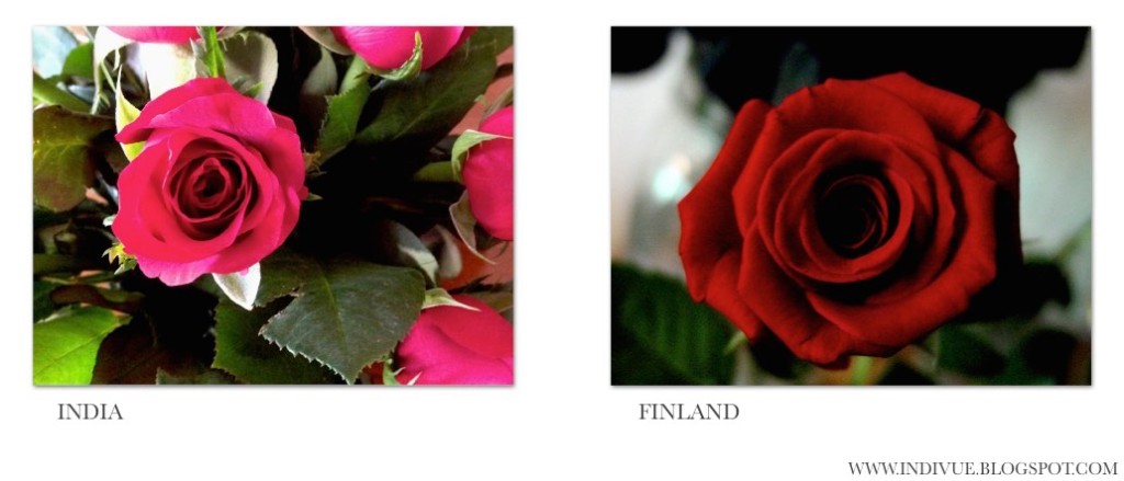 Indian and Finnish roses