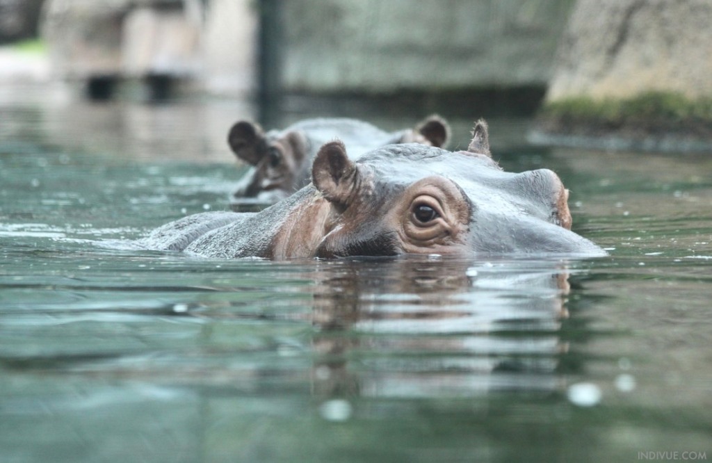 Hippopotamuses in Berlin Zoo