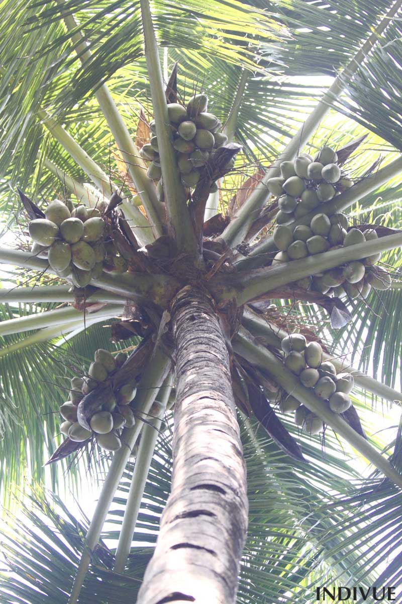 Under coconut palm tree in Goa 