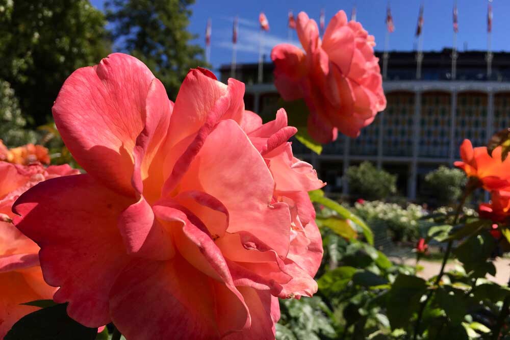 Flowers in Copenhagen Tivoli