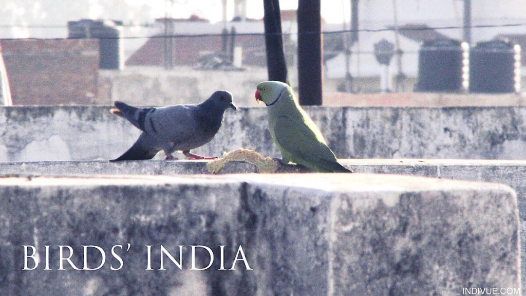Different bird species eating together in India