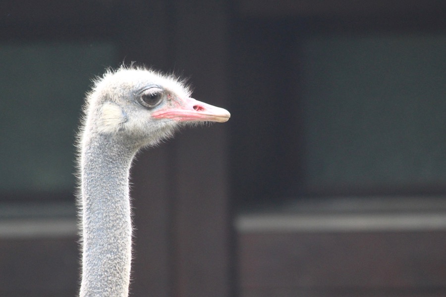 Ostrich in the Berlin Zoo
