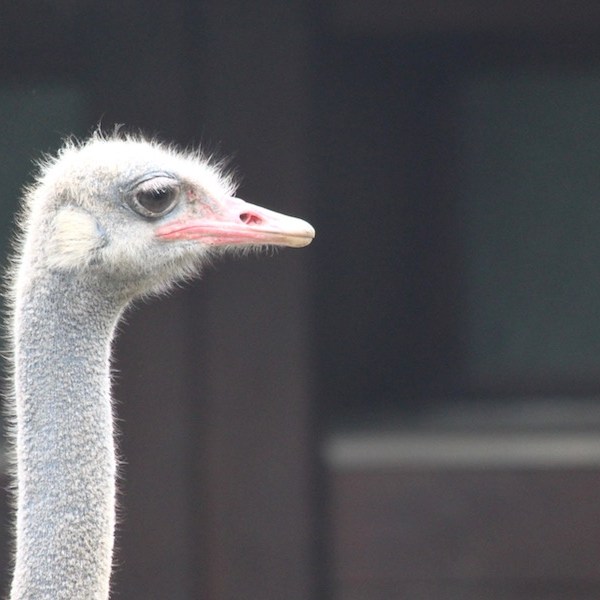 Ostrich in the Berlin Zoo