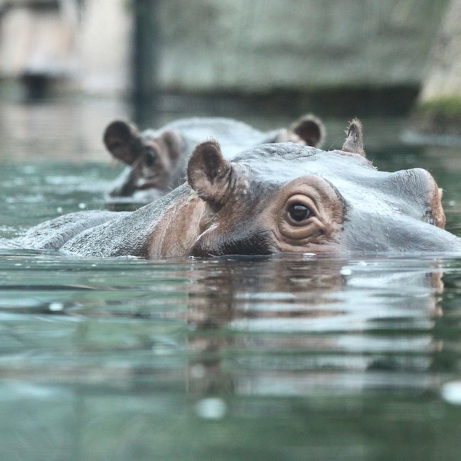 Hippopotamus in the Berlin Zoo