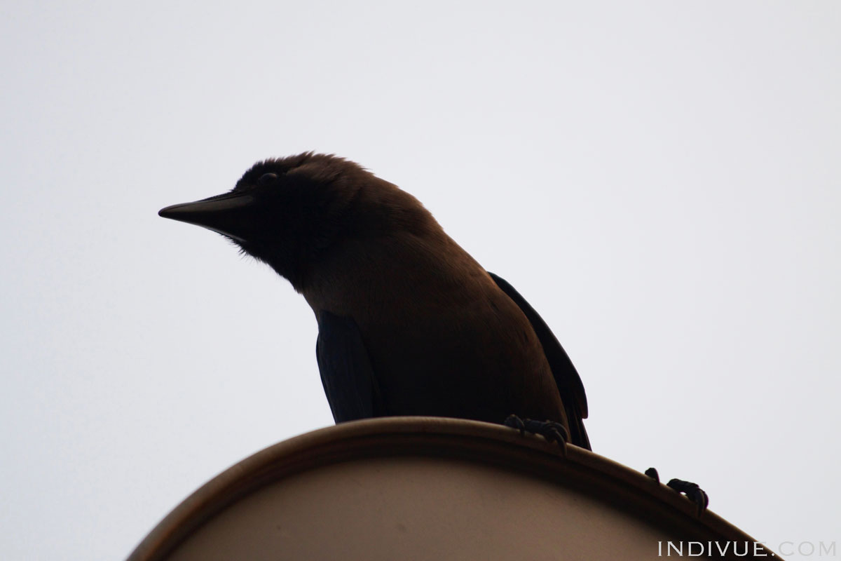 Indian crow pose