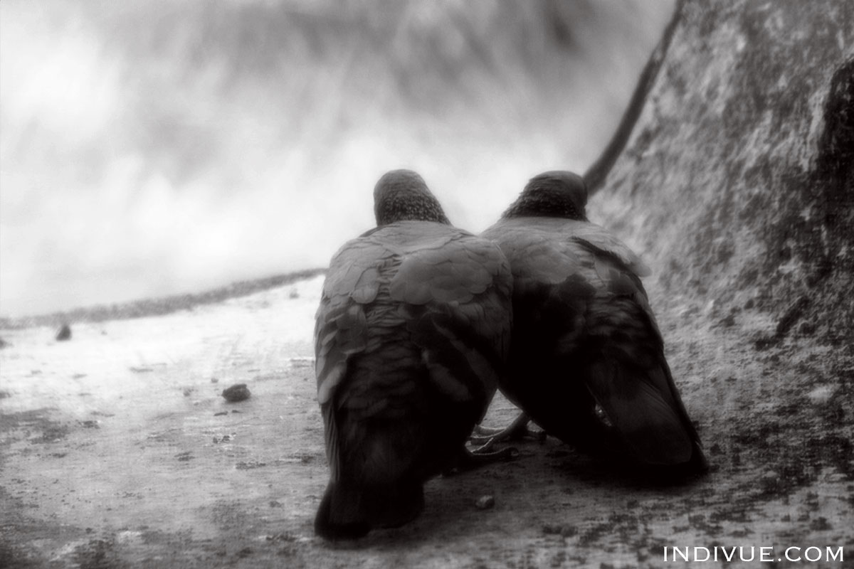 Indian birds in Goa