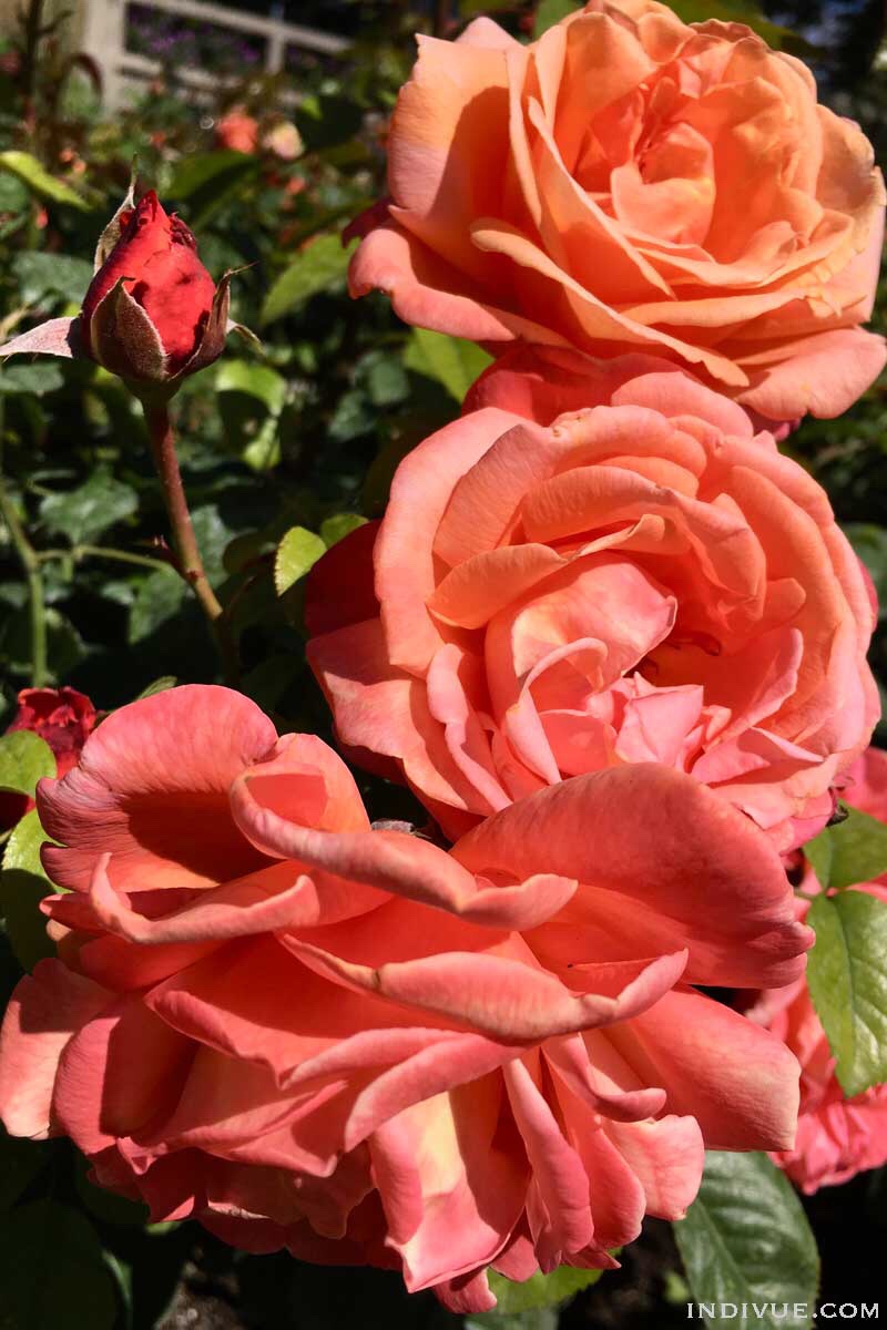 Flowers blossoming in Copenhagen Tivoli