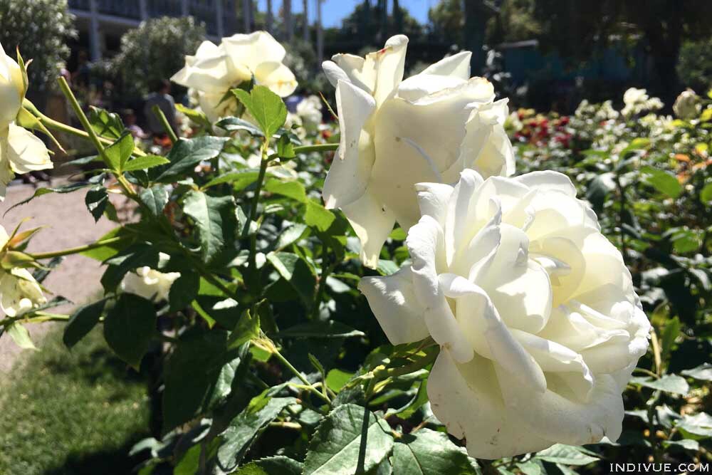 Flowers blossoming in Copenhagen Tivoli