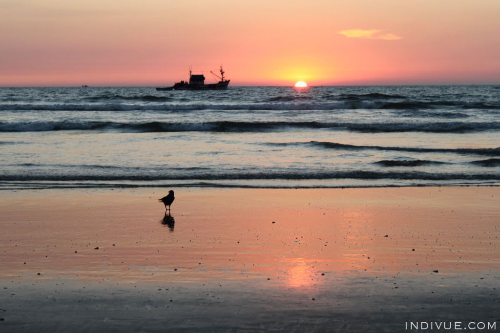 Sunset in Goa with a bird and a boat