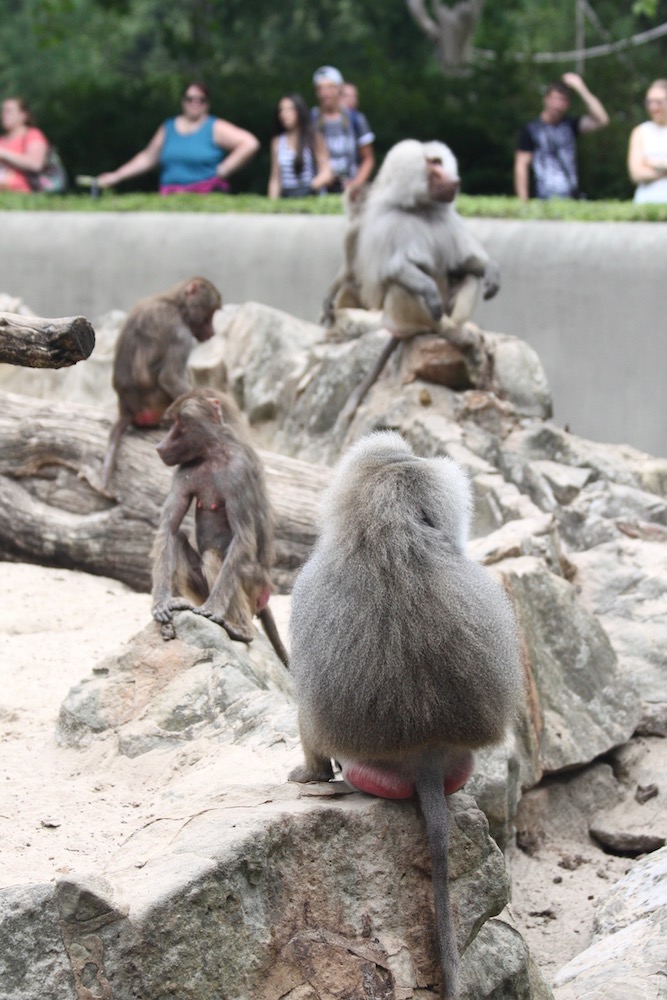 Baboons in the Berlin Zoo