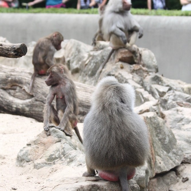Baboons in the Berlin Zoo