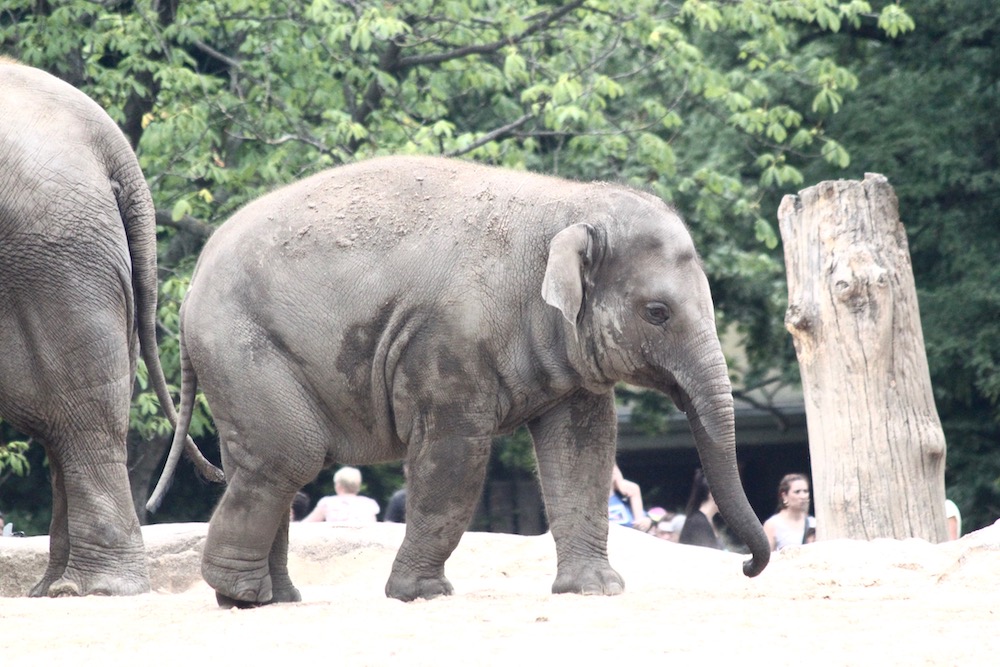 Baby elephant in the Berlin Zoo