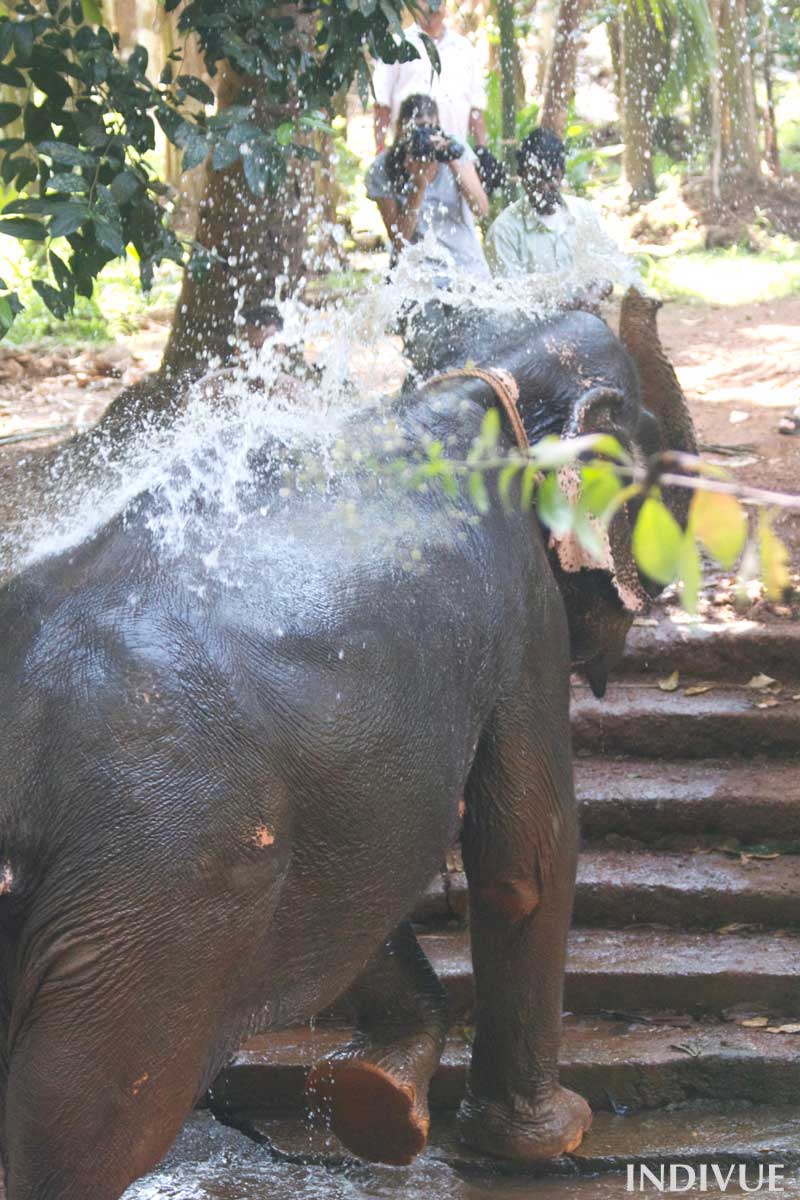 Elephant_shower_in_Sahakari_Spice_Farm_in_Goa_India