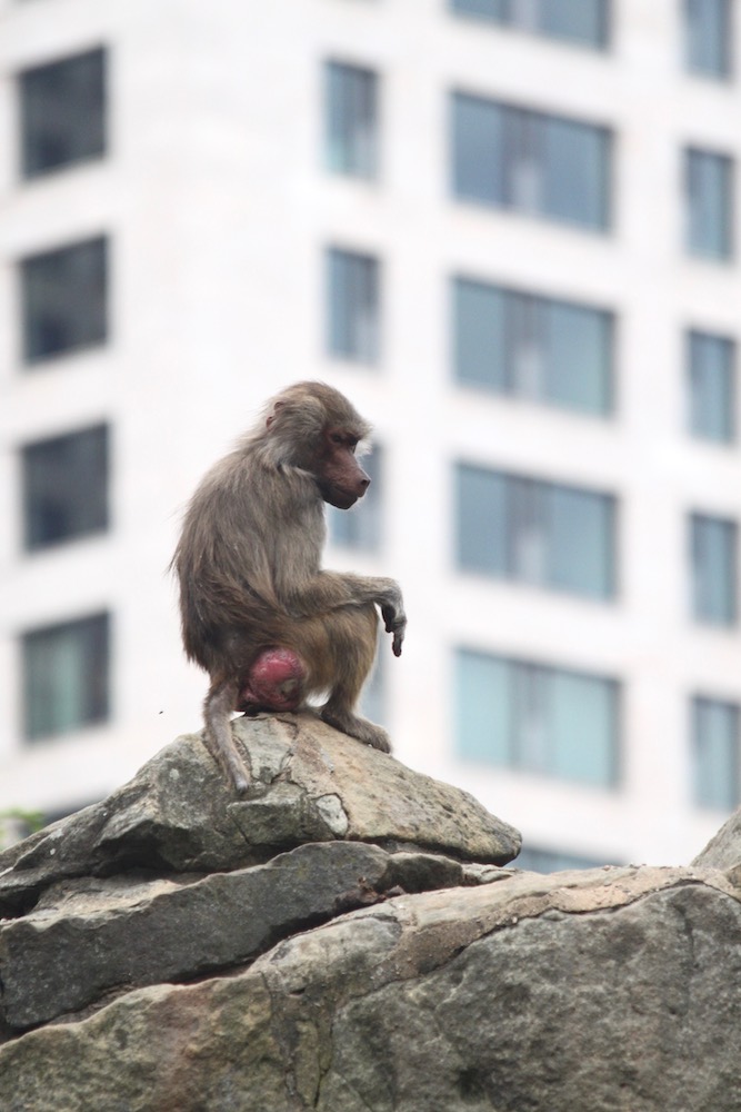 Baboon in the Berlin Zoo