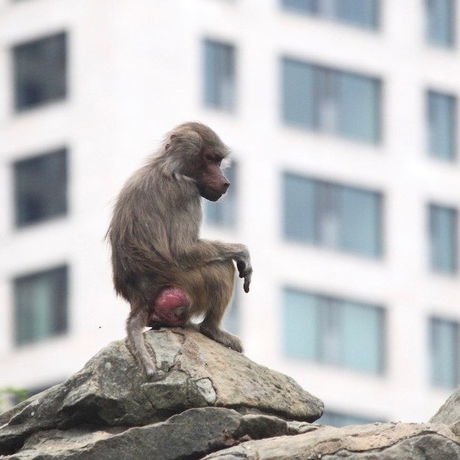 Baboon in the Berlin Zoo