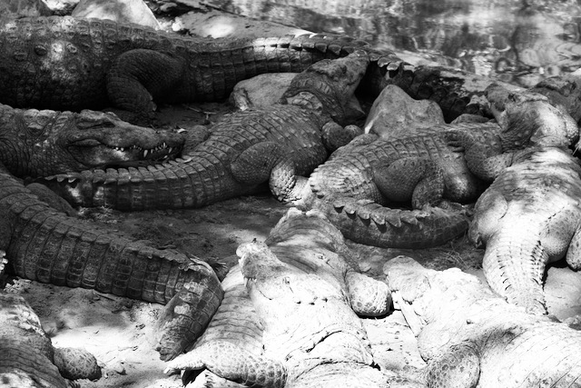Crocodile cluster