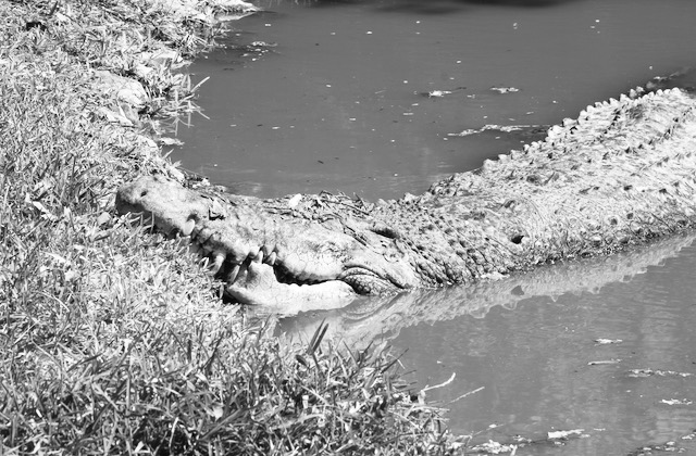 Crocodile in water bw
