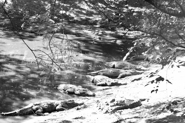 Crocodiles in a park in India