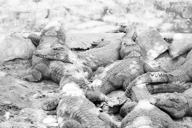 Crocodiles in East India