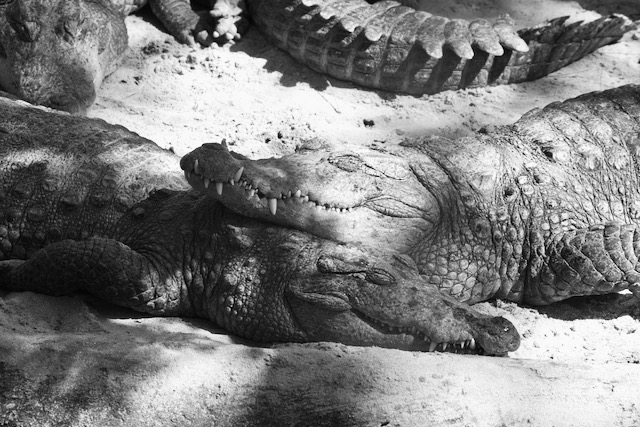 Happy crocodiles in East India