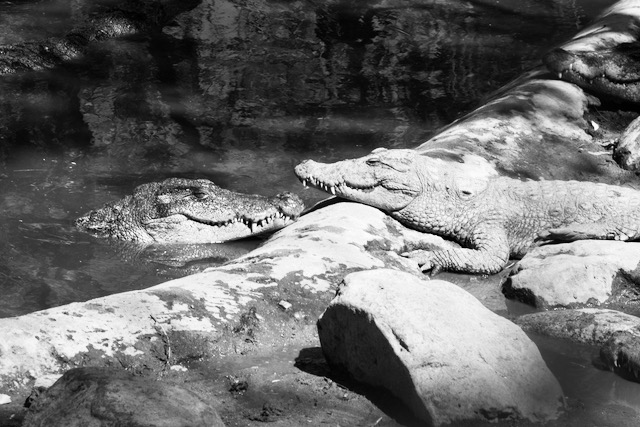 Happy crocodiles