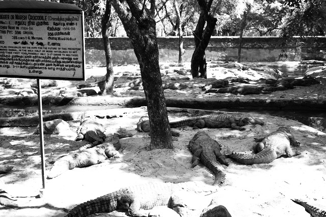 Inhabitants of a crocodile park in East India