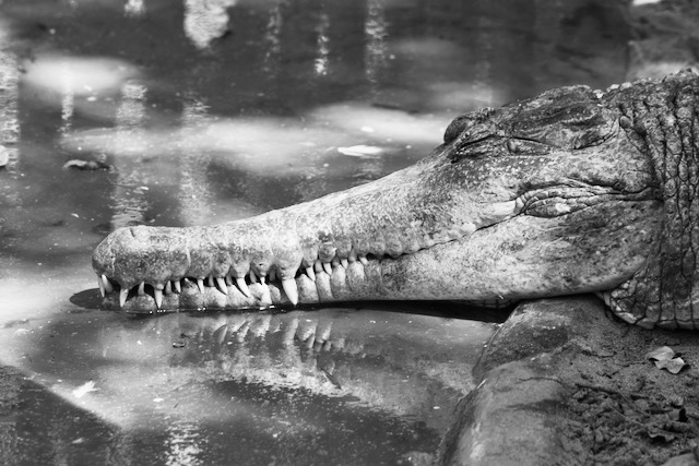 Jaw of a sleeping Indian crocodile