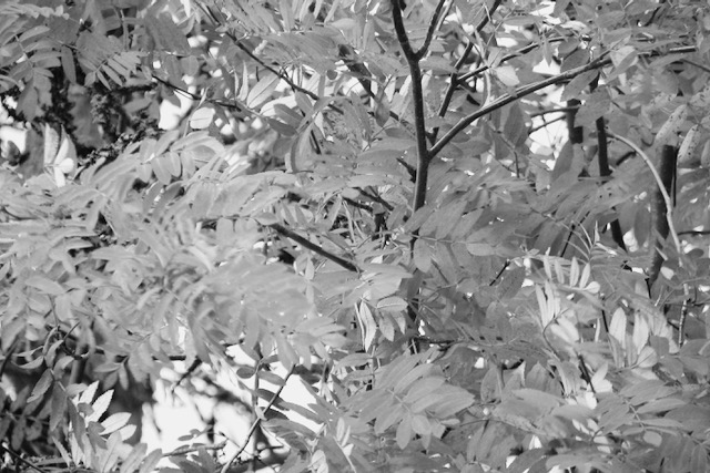 Rowan berry tree leaves