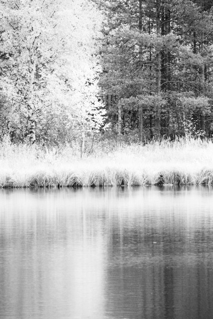 Trees reflection in the water