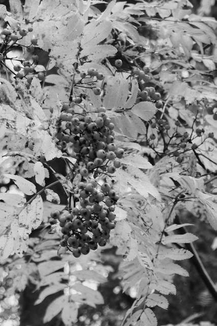 Rowan berries in Finland