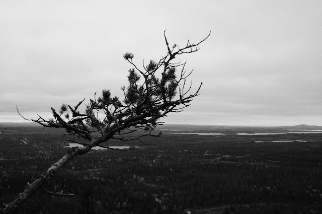 View from Ruka fell with a tree branch