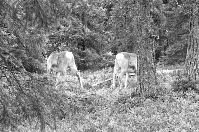 Finnish reindeers in a forest