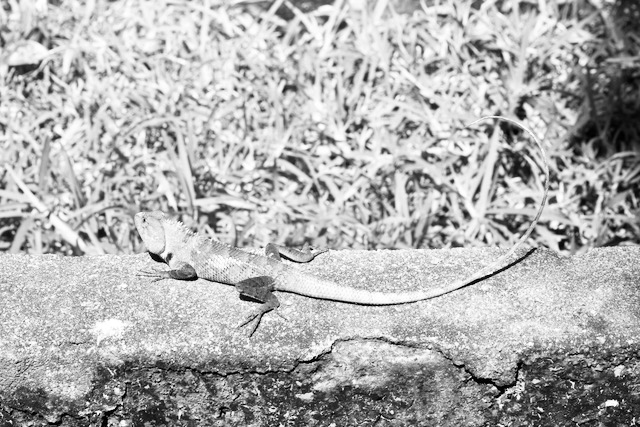 Lizard in a crocodile park in East India
