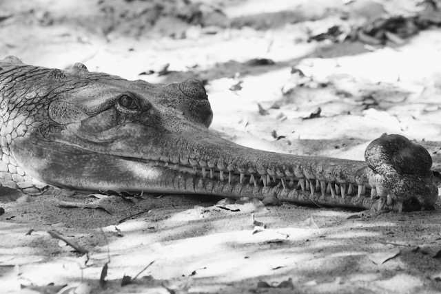 North Indian crocodile