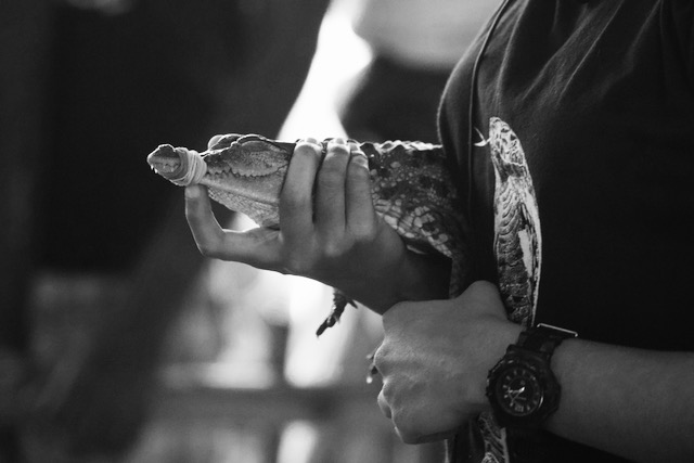 Small crocodile in East India