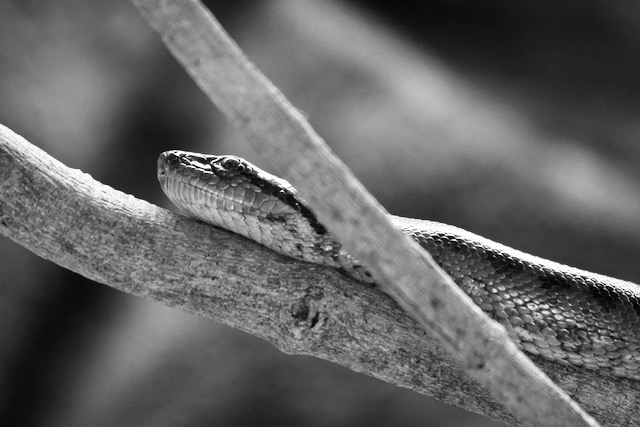 Snake in a crocodile park in India