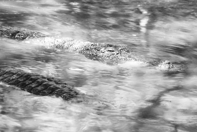 Swimming crocodile